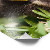 ベビーアヒル眠り フォトプリント            (角)