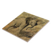 ベビーアフリカゾウ、アフリカロキソドンタ タイル (側面)