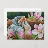 ベビーアメリカンロビンバードインネストウォーターカラーアート ポストカード (正面/裏面)