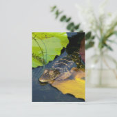 ベビーアメリカン・アリゲーター – 野生生物写真 ポストカード (スタンド正面)