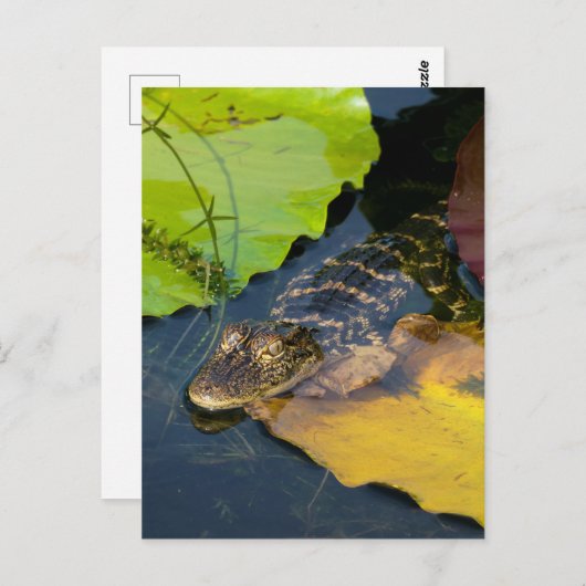 ベビーアメリカン・アリゲーター – 野生生物写真 ポストカード (正面/裏面)
