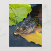 ベビーアメリカン・アリゲーター – 野生生物写真 ポストカード (正面)