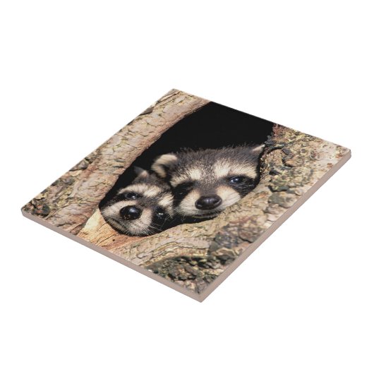 ベビーアライグマが木から覗き込む タイル (側面)