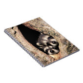 ベビーアライグマが木から覗き込む ノートブック (右側)