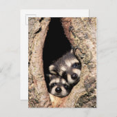 ベビーアライグマが木から覗き込む ポストカード (正面/裏面)