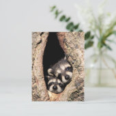 ベビーアライグマが木から覗き込む ポストカード (スタンド正面)