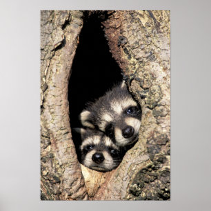 ベビーアライグマ木腔プロキオン ポスター
