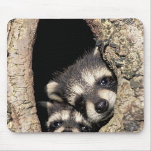 ベビーアライグマ木腔プロキオン マウスパッド