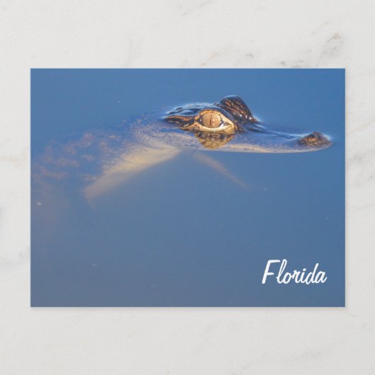 ベビーアリゲーターポストカード ポストカード (正面)