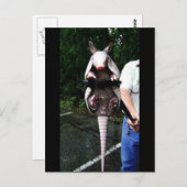 ベビーアルマディロインアクロー ポストカード (正面/裏面)