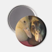 ベビーアンコナダックズアヒル動物 マグネット (正面/裏面)