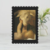 ベビーイエスタッチラム顔