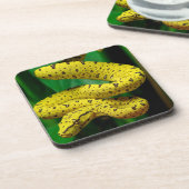 ベビーイエローフェイズグリーンツリーPythonヘビ コースター (左側)