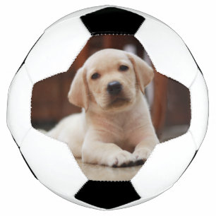 ベビーイエローラブラドールの子犬のお腹に乗る姿 サッカーボール