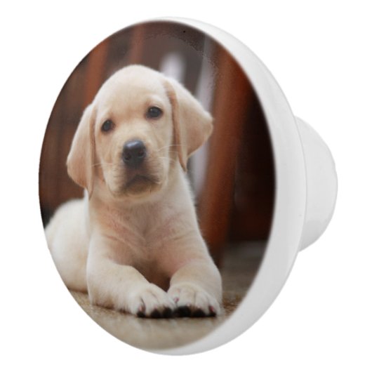 ベビーイエローラブラドール子犬の腹に置く セラミックノブ (右)