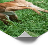 ベビーインパラポスター ポスター (角)