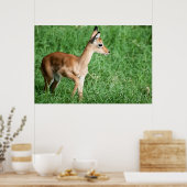 ベビーインパラ（緑） ポスター (キッチン)