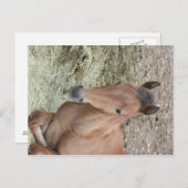 ベビーウェルシュポニー ポストカード (正面/裏面)