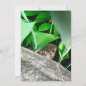 ベビーウサギ (正面)