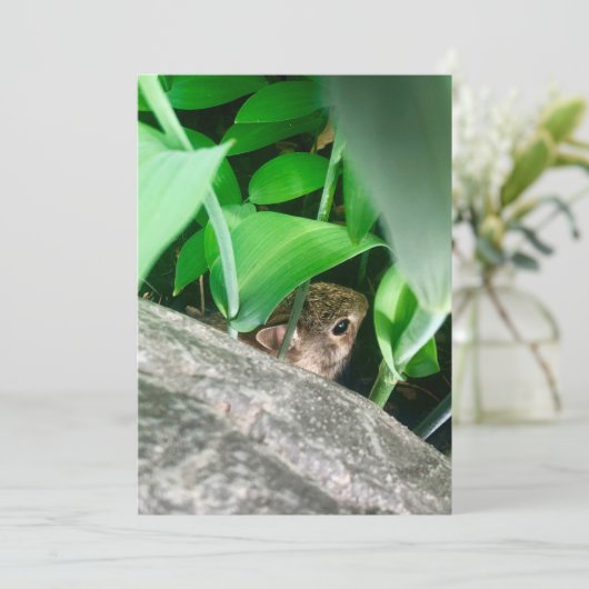 ベビーウサギ (スタンド正面)