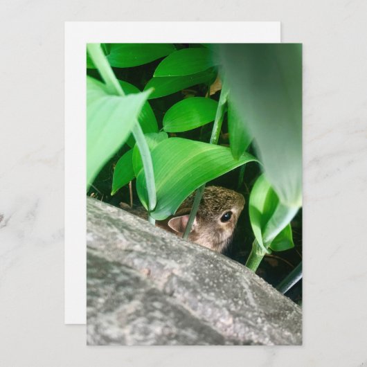 ベビーウサギ シーズンカード (正面/裏面)