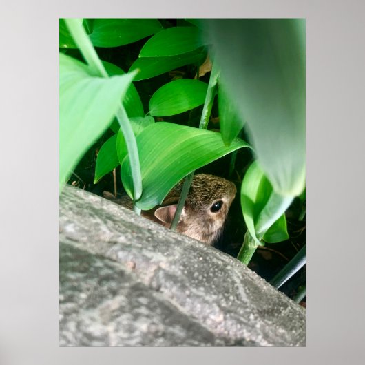 ベビーウサギ ポスター (正面)