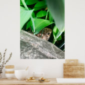 ベビーウサギ ポスター (キッチン)