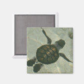ベビーウミガメが海に泳ぎ出す マグネット (正面/裏面)