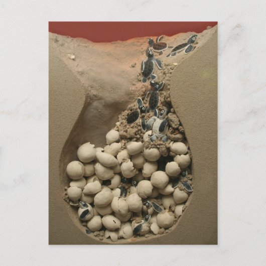ベビーウミガメ卵孵化 ポストカード (正面)