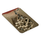 ベビーウミガメ卵孵化 マグネット (右側)