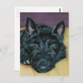 'ベビーエム' – スコットランドの子犬 ポストカード (正面/裏面)