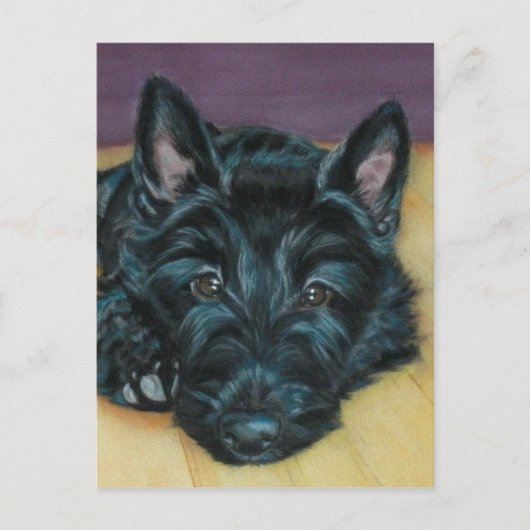 'ベビーエム' – スコットランドの子犬 ポストカード (正面)