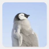 ベビーエンペエンペンギン、スノーヒルアイランド スクエアシール (正面)