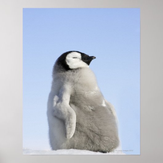 ベビーエンペエンペンギン、スノーヒルアイランド ポスター (正面)
