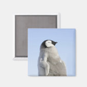 ベビーエンペエンペンギン、スノーヒルアイランド マグネット (正面/裏面)