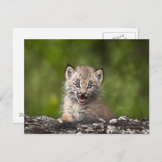 ベビーオオヤマネコが木の上を落ちた見る ポストカード (正面/裏面)