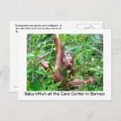 ベビーオランウタンinインドネシア熱帯雨林 ポストカード (正面/裏面)