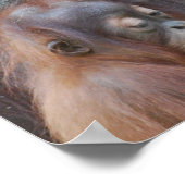 ベビーオランウータンとマザーポスター ポスター (角)