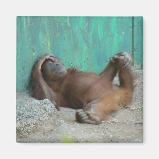 ベビーオランウータン休息 マグネット (正面)