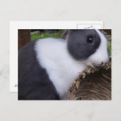 ベビーオランダウサギバニーはがき ポストカード (正面/裏面)