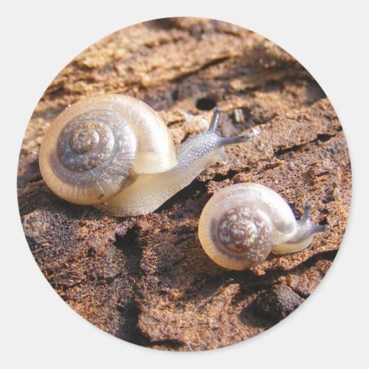 ベビーカタツムリ ラウンドシール (正面)