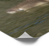 ベビーカナダグースフォトポスター ポスター (角)