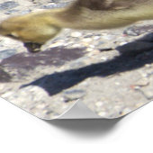 ベビーカナダゲーゼポスター ポスター (角)