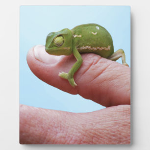 ベビーカメレオン視点 フォトプラーク