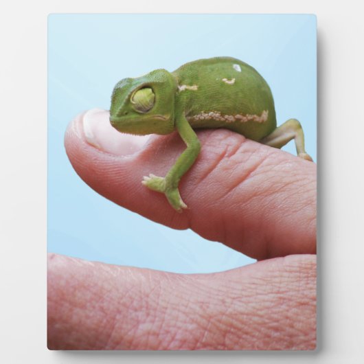 ベビーカメレオン視点 フォトプラーク (正面)