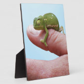 ベビーカメレオン視点 フォトプラーク (側面)