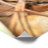 ベビーカロリーナレンスポスター ポスター (角)