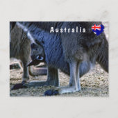 ベビーカンガルー母ポーチ – オーストラリア ポストカード (正面)
