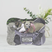 ベビーカーで2匹の犬を飼い始める (スタンド正面)