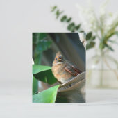 ベビーカーディナル野生動物かわいい写真 ポストカード (スタンド正面)